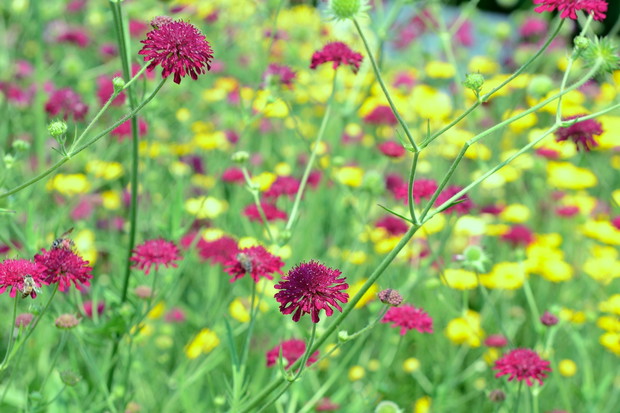 Świerzbnica macedońska Knautia macedonica (zdj.: Fotolia.com)