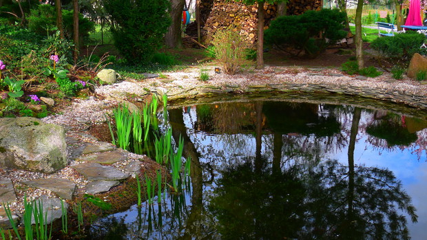 Sadzawka pozornie jest taka spokojna gdy lekka pokrywa ją falka