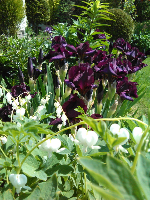 serduszka alba na tle bordowych irysów