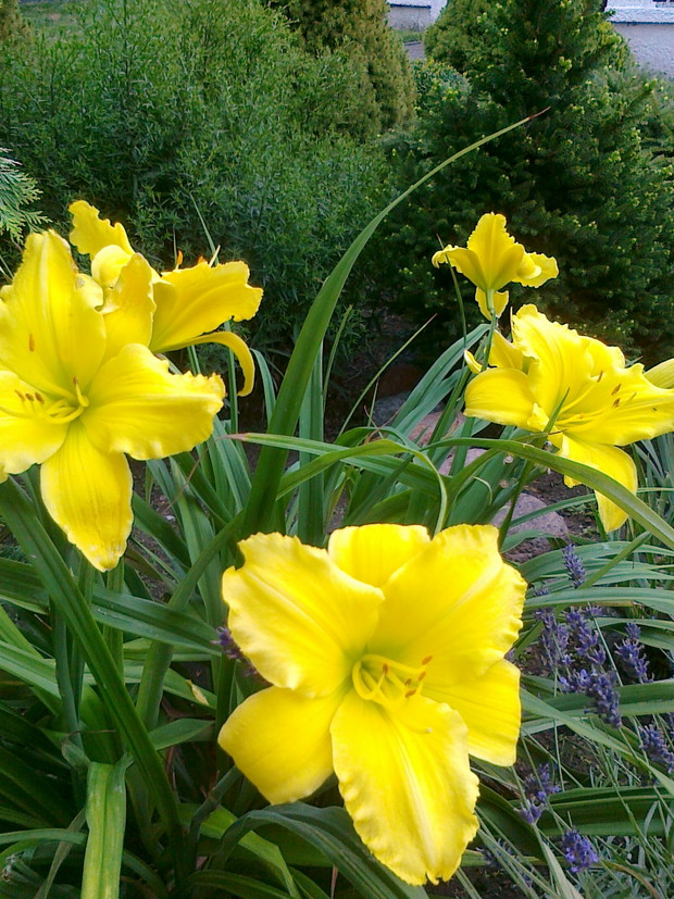 słoneczny liliowec jak co roku niezawodny