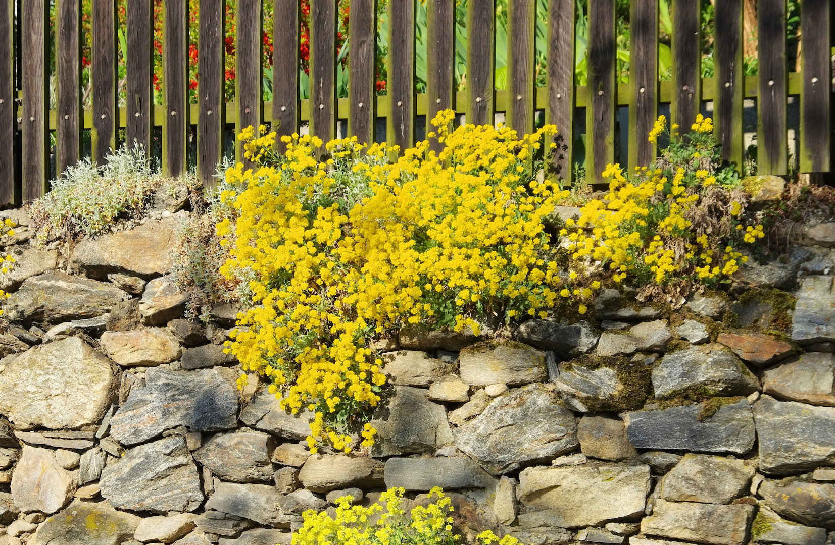 Smagliczka skalna Alyssum saxatile (zdj.: Fotolia.com)