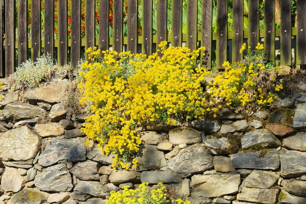 Smagliczka skalna Alyssum saxatile (zdj.: Fotolia.com)