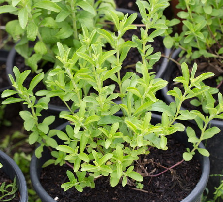 Stevia rebaudiana (zdj.: Fotolia.com)