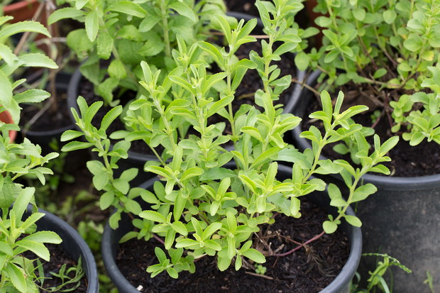Stevia rebaudiana (zdj.: Fotolia.com)