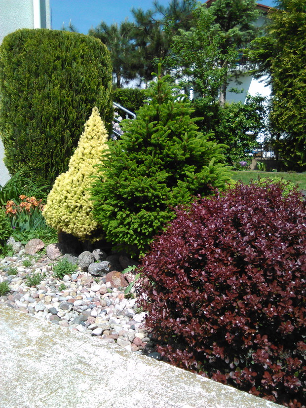 świerk Daisy wyróżnia się na tle ciemego cyprysa i świerku, a także bordowego berberysu