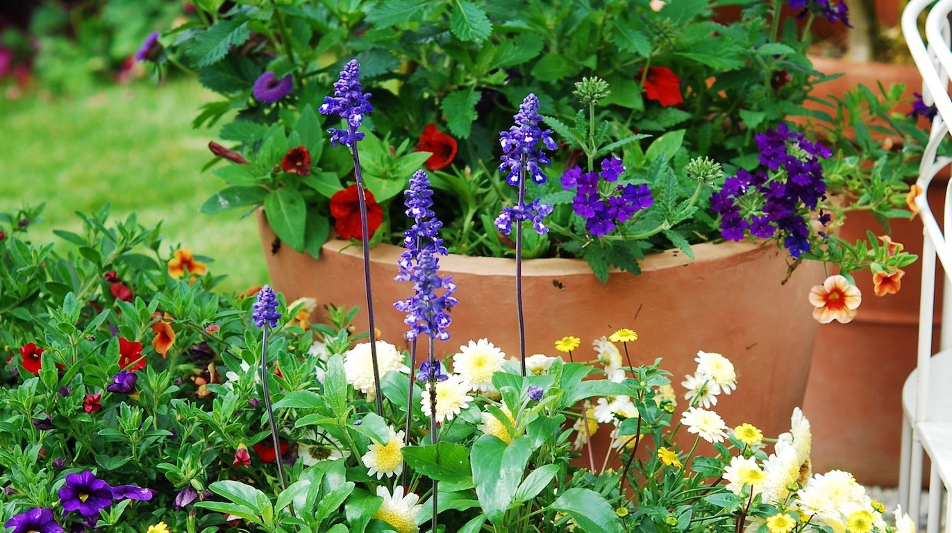 Szałwię omączoną Salvia farinacea warto posadzić w akompaniamencie innych wiosennych kwiatów(zdj.: Fotolia.com)