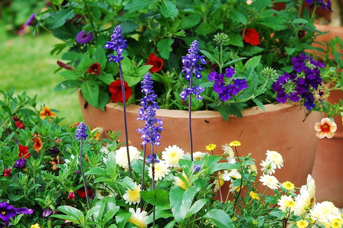 Szałwię omączoną Salvia farinacea warto posadzić w akompaniamencie innych wiosennych kwiatów(zdj.: Fotolia.com)