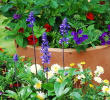 Szałwię omączoną Salvia farinacea warto posadzić w akompaniamencie innych wiosennych kwiatów(zdj.: Fotolia.com)