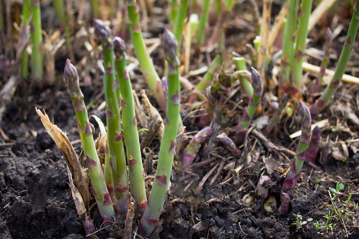 Szparagi Asparagus (zdj.: Shutterstock)