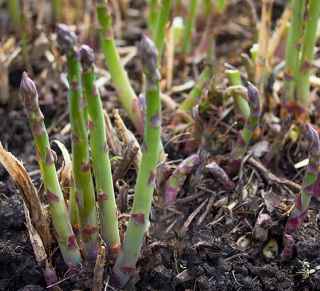 Szparagi Asparagus (zdj.: Shutterstock)