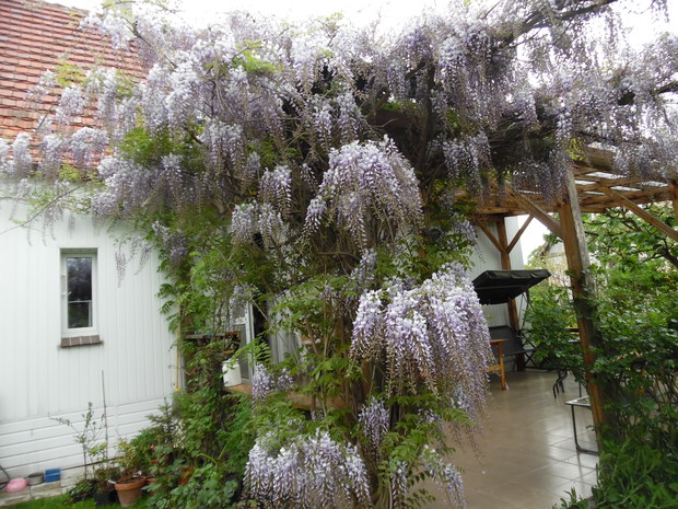  Ta sama Glicynia na tarasie 