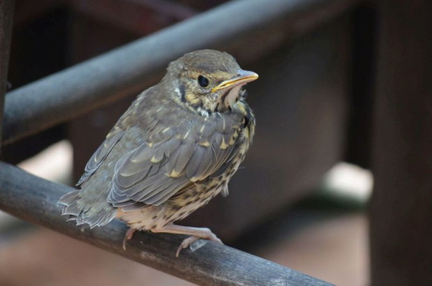 Ten maluch uczy się latać :)))) 