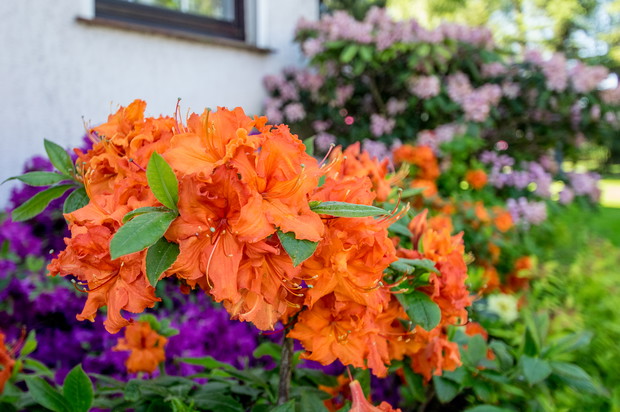 To ich czas. Kolorów nie brakuje.