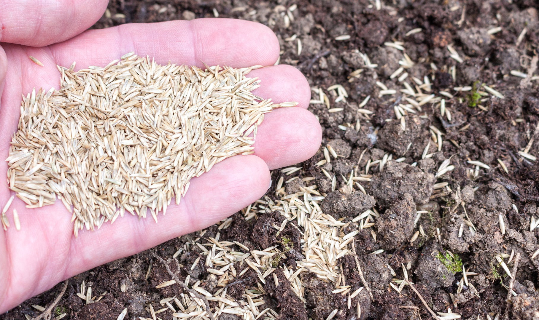 Trawę należy siać bardzo obficie - nawet po 30-40 gramów nasion na 1m² ziemi (zdj.: Fotolia.com)