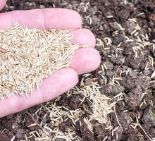 Trawę należy siać bardzo obficie - nawet po 30-40 gramów nasion na 1m² ziemi (zdj.: Fotolia.com)