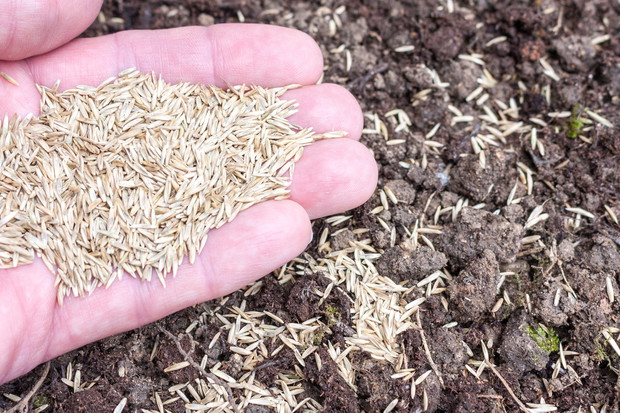 Trawę należy siać bardzo obficie - nawet po 30-40 gramów nasion na 1m² ziemi (zdj.: Fotolia.com)
