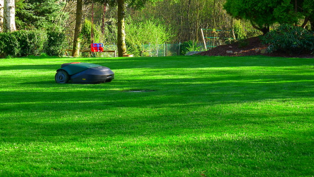 Trawnik po zimie jeszcze nieco zmacerowany ale szybko odzyskuje witalność