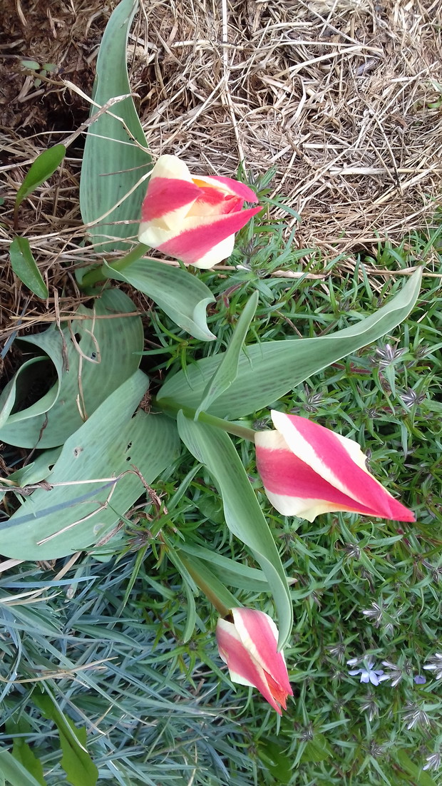 Tulipany
