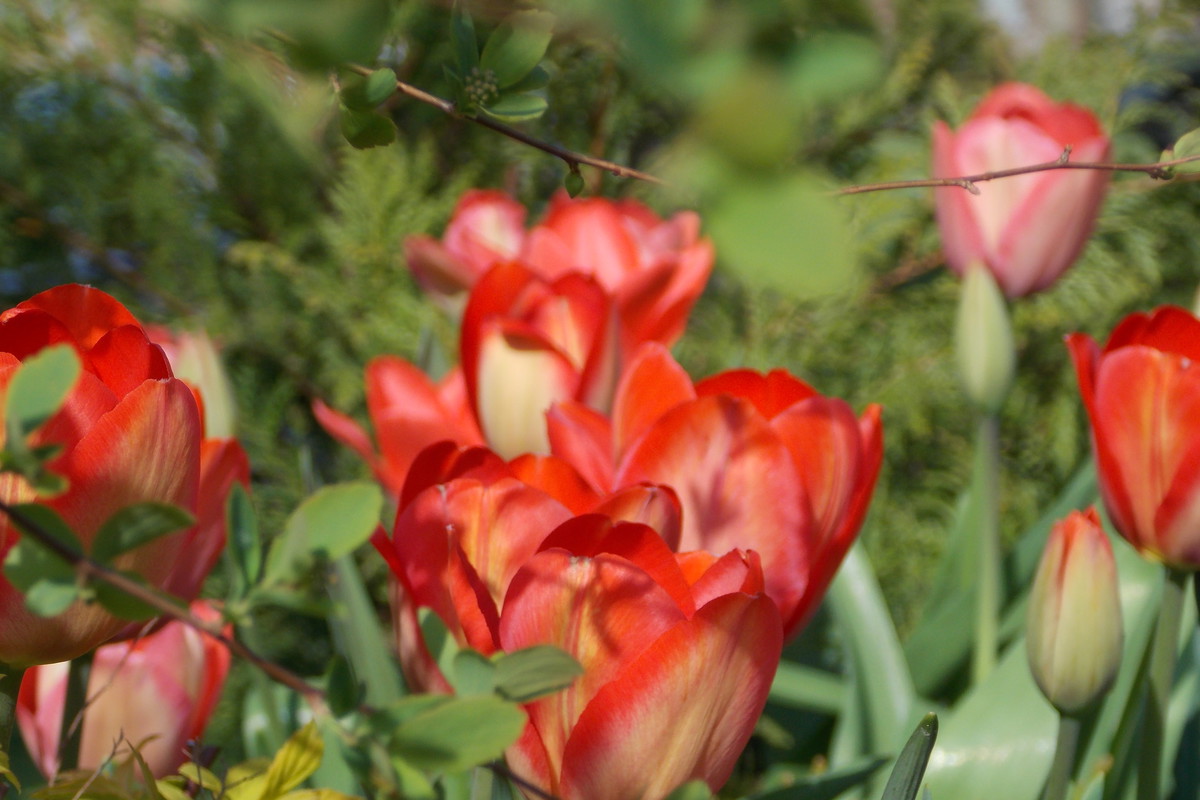 Tulipany :)