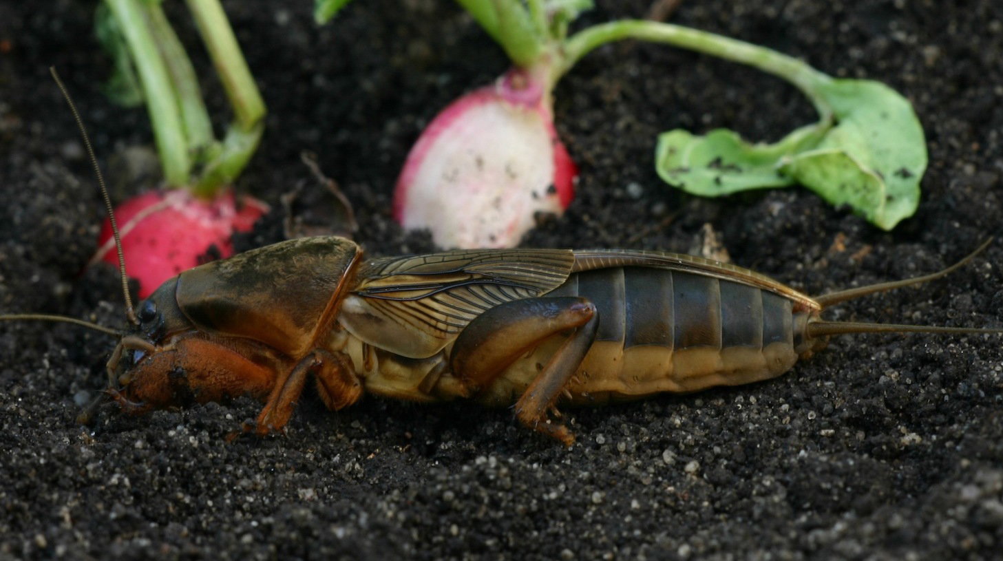 Turkuć podjadek Gryllotalpa gryllotalpa (zdj.: Fotolia.com)
