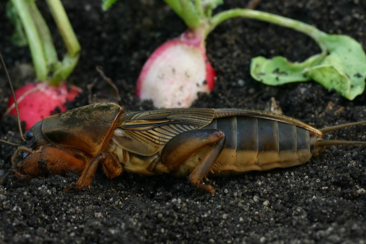 Turkuć podjadek Gryllotalpa gryllotalpa (zdj.: Fotolia.com)