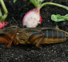 Turkuć podjadek Gryllotalpa gryllotalpa (zdj.: Fotolia.com)