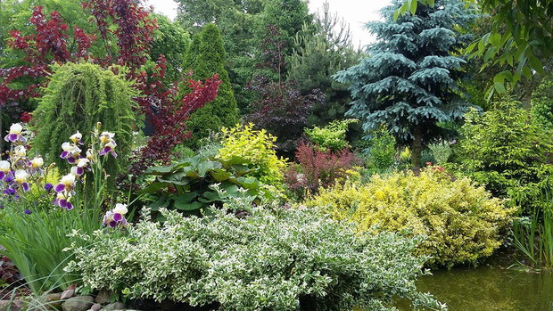 Uwielbiam ten widok. Roślinki na zdjęciu to od lewej: irysy, nad nimi szczepiony modrzew, za nim przebija się soczysta czerwień śliwy, za nią na najdalszym planie rubinia akacjowa, pod śliwą jeszcze nie kwitnąca języczka, pod nią srebrna trzmielina, żółta