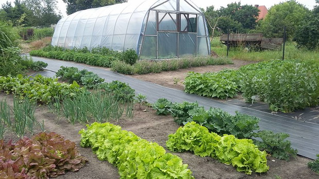 Widok na 1/3 warzywniaka i folię, którą tej wiosny stworzył dla mnie mój mąż.