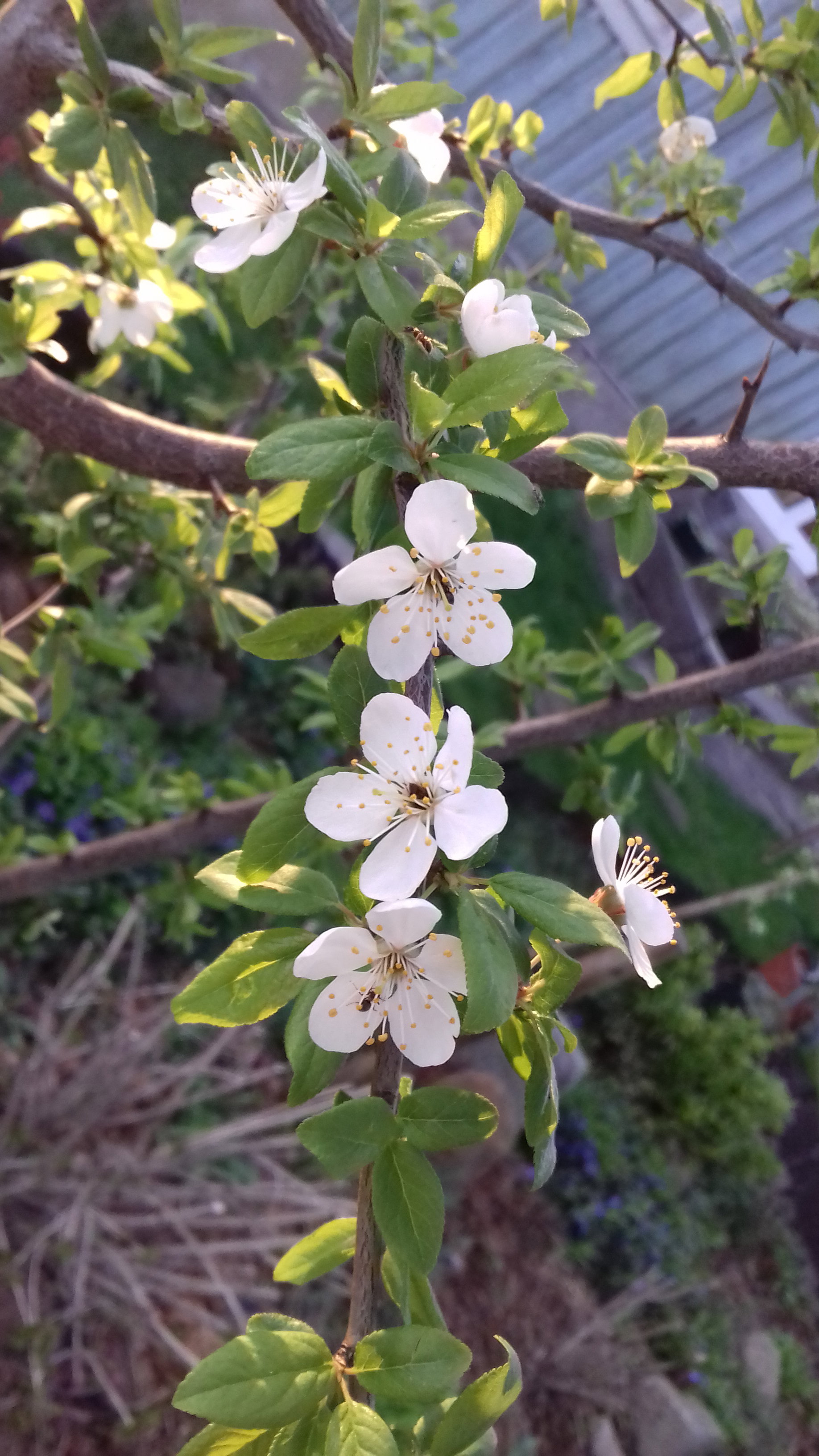 Wiśnia Chińska biała