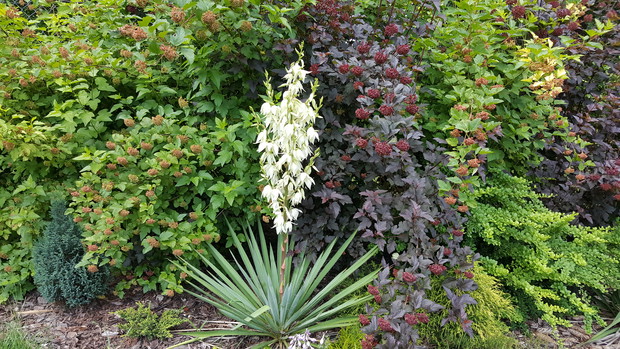 Wspaniała juka na tle pęcherznic. 