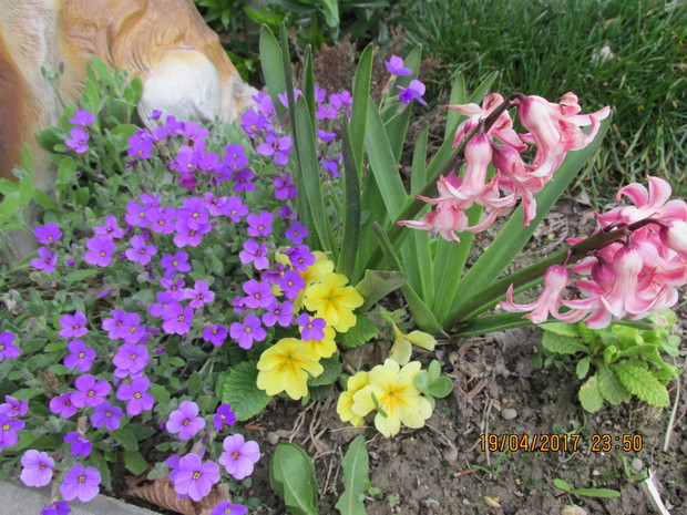 Żagwin, pierwiosnek i hiacynty