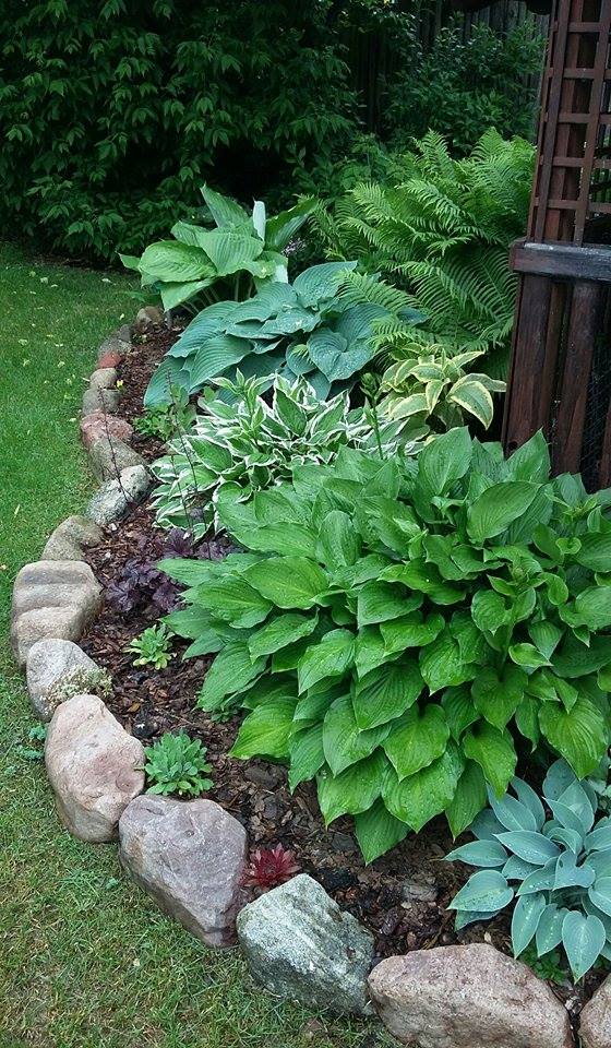 Zakątek półcienisty, jeden z niewielu w Naszym ogrodzie. Miejsce dla funki, paproci, żurawek i rozchodnika.