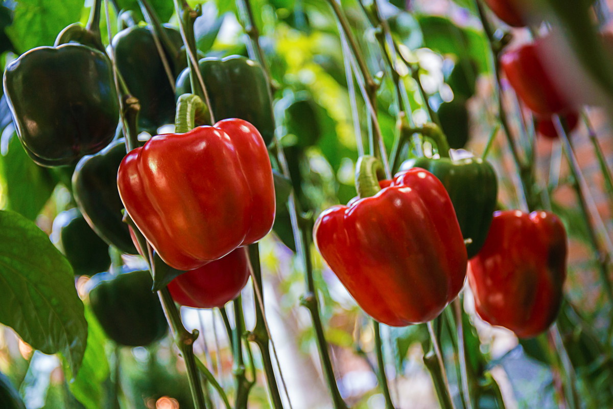 (zdj.: Shutterstock.com)