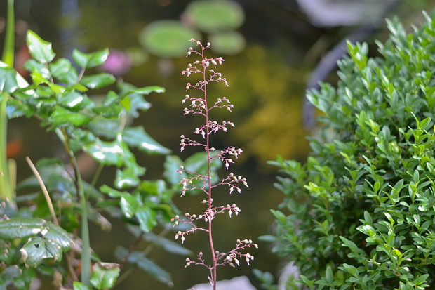 A tak prezentuje się kwiat żurawki na tle oczka wodnego.