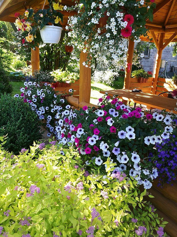 Altane zdobią kompozycje z surfinii.