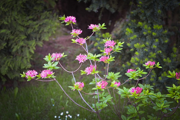 Azalia wielkokwiatowa odmiana Homebush jeszcze przed pełnym rozkwitem.