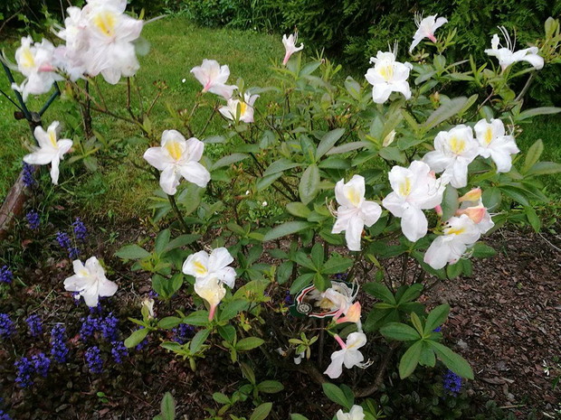 Azalia wielkokwiatowa.