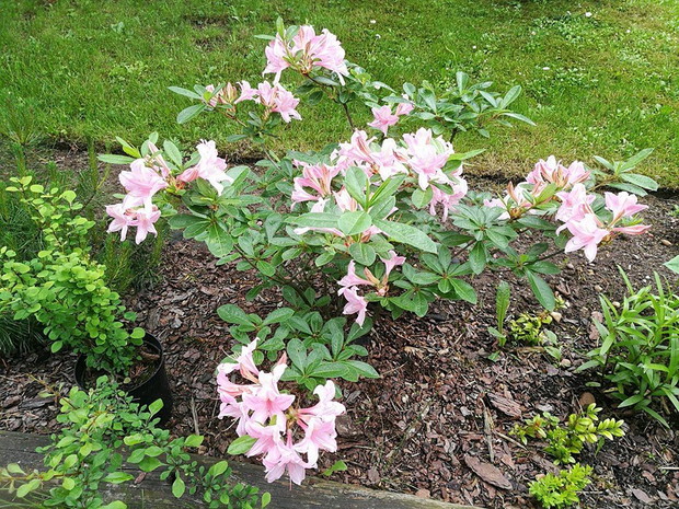 Azalia wielkokwiatowa.