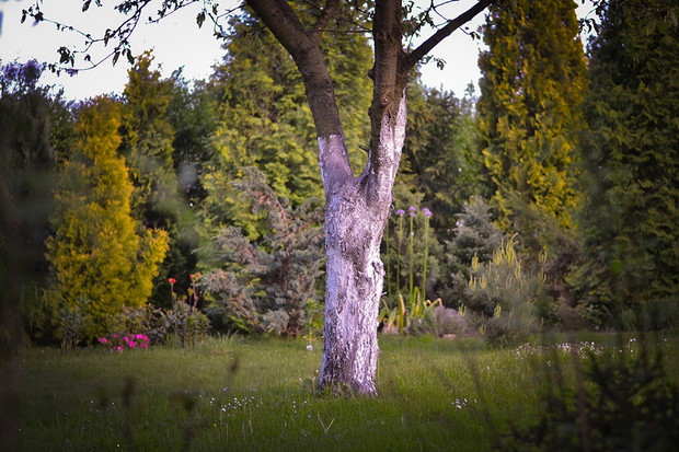Bielone pnie najstarszych w ogrodzie czereśni.