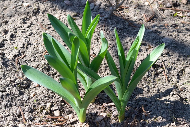 Budzące się do życia czosnki ozdobne.