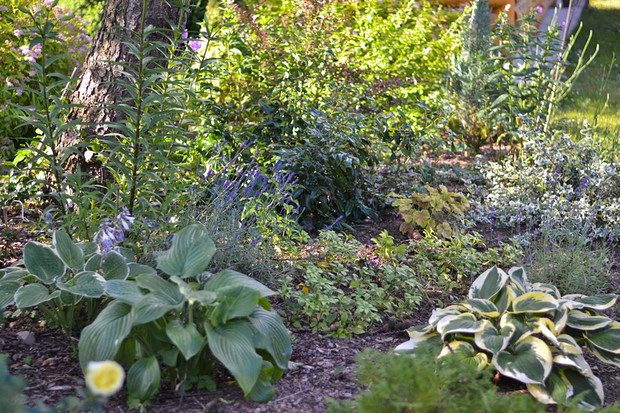 Cienista część ogrodu i zakątek z funkiami. 