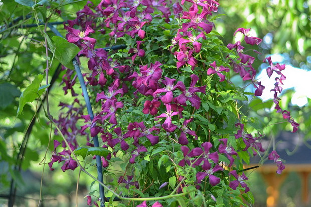 Clematis