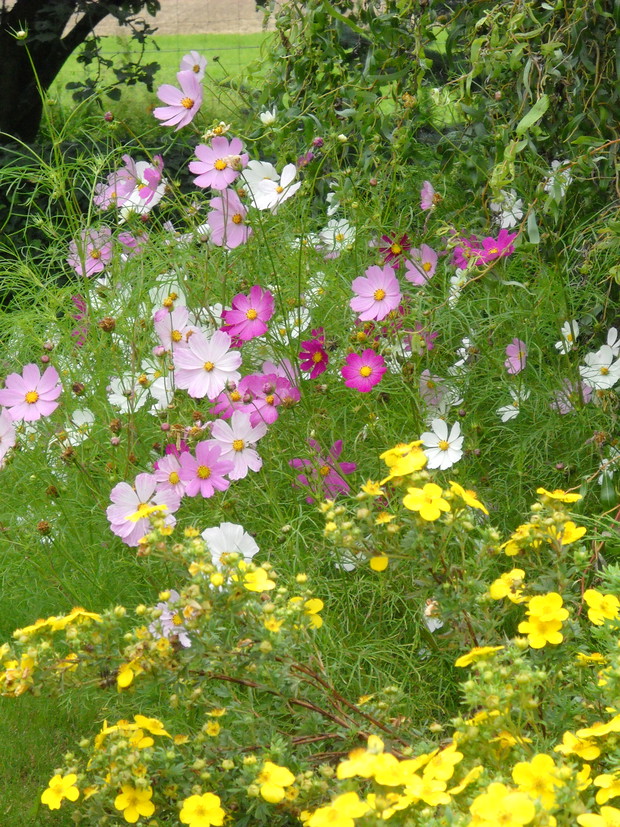 Cosmosy - delikatne i urocze.