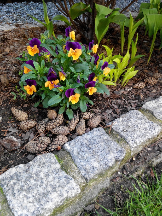 Cudowne bukieciki miniaturowych bratków dodają koloru na każdej rabacie.