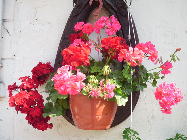 Cudowny lsniacy kolor fuksji