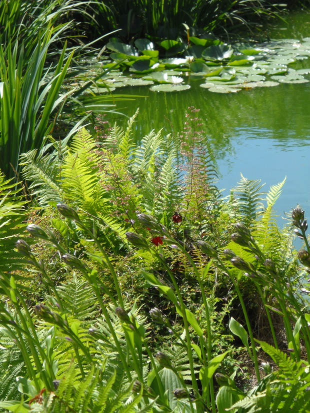 Część stawku do którego przylega rzeczka.