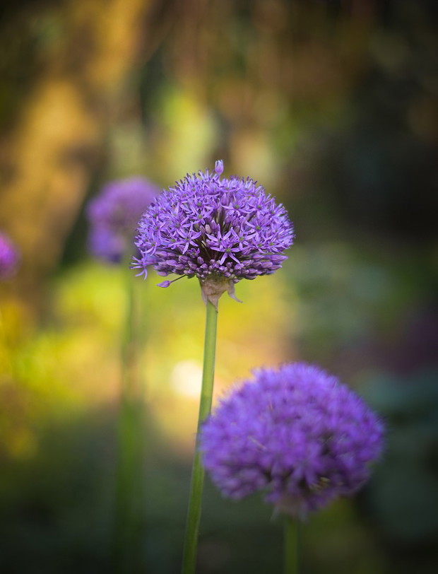 Czosnki ozdobne niezwykle prezentowały się przy zachodzącym słońcu.