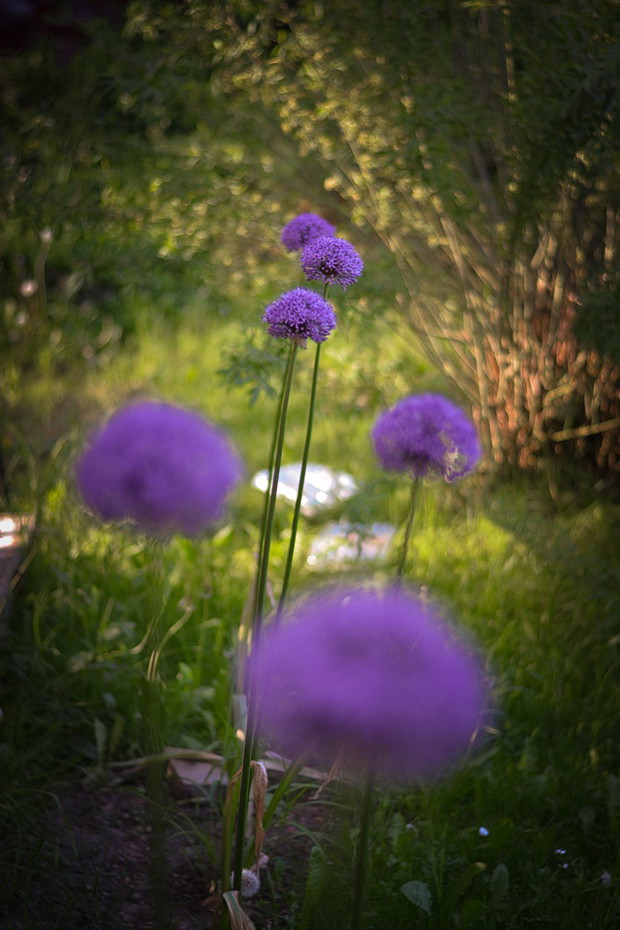 Czosnki ozdobne rosnące w pobliżu altany.