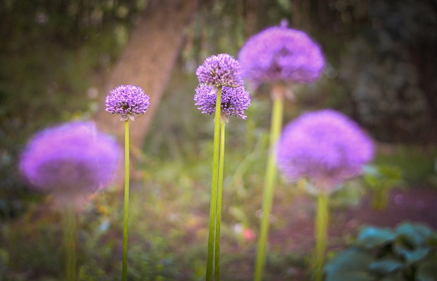 Czosnki ozdobne w moim ogrodzie.
