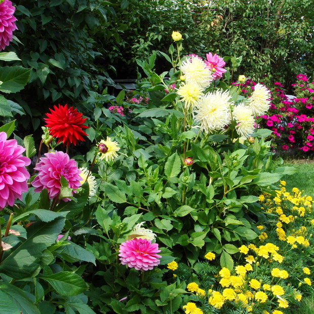 Dalie, aksamitki, surfinie, to mój coroczny ,,must have'' :)